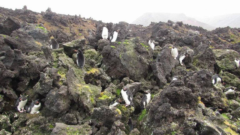 Rockhopper penguins