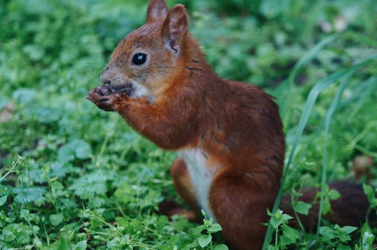 Squirrel from Siberia