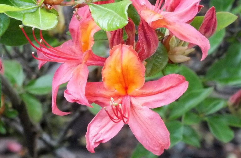 Rhododendrons