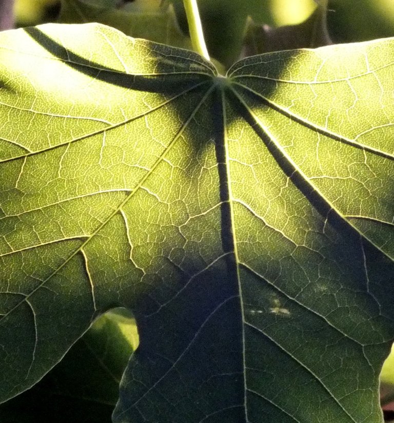 Leaf