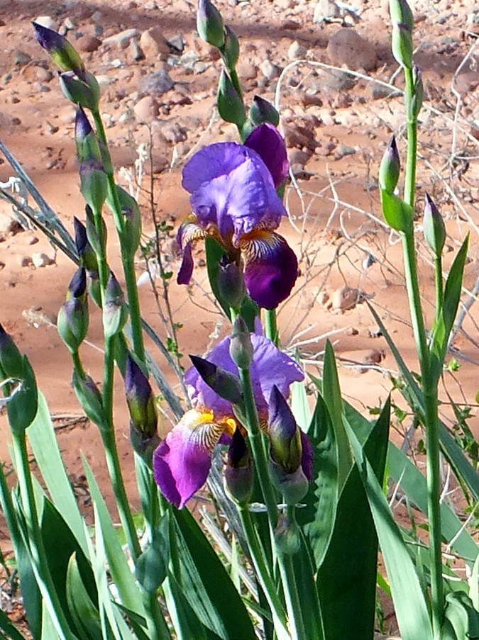 Iris