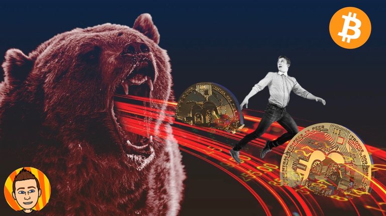 bear.jpeg