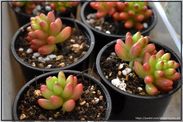 Baby sedum