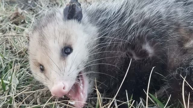 Possum