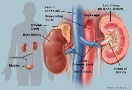 Kidneys.jfif