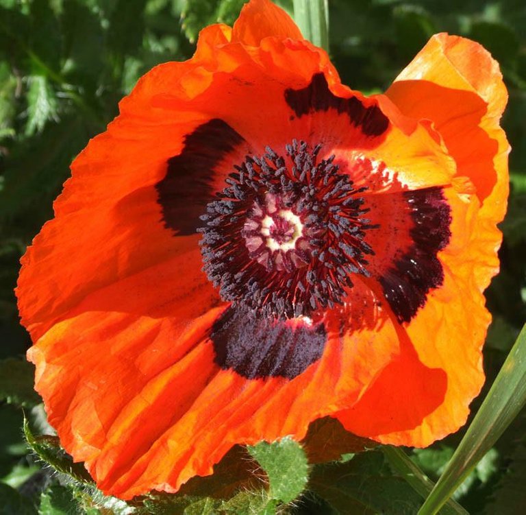 Poppies