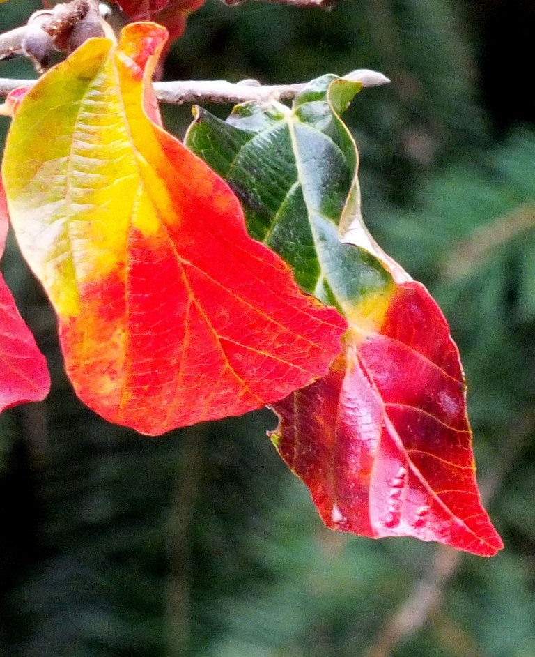 RedLeaves