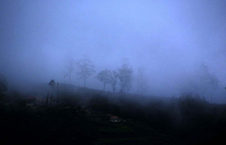 Foggy landscape