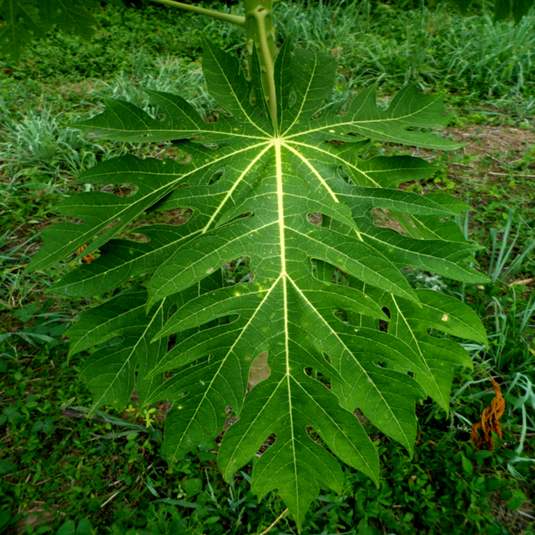 Organography And Plant Histology Carica Papaya (caricaceae) — Hive