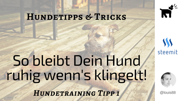 So bleibt dein Hund ruhig wenns klingelt