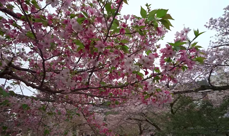 Kirschblüten von unten