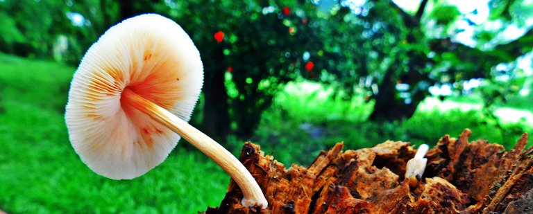 This time it is the turn of the ¨Panaeolus¨-¨Panus¨ for the challenge of (¨FungiFriday¨)