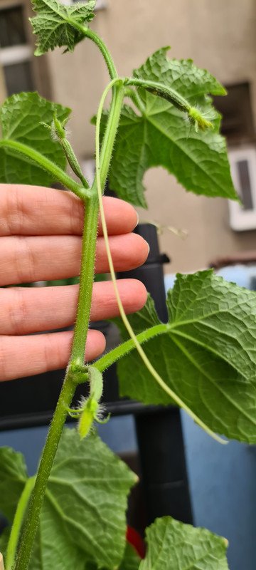 First small Cucumbers