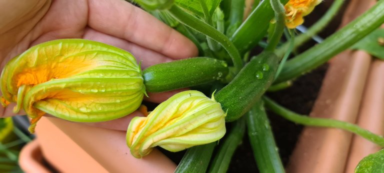 Baby Zucchini