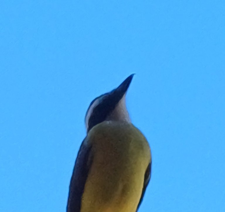 🐦