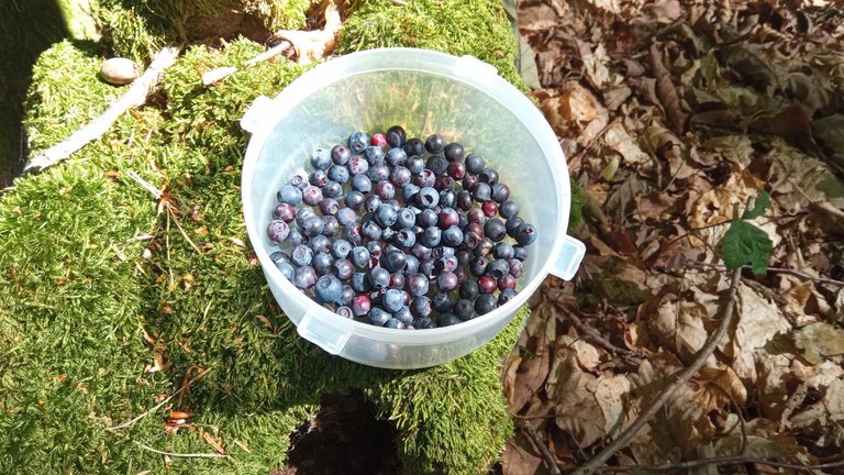 Blaubeeren sammeln