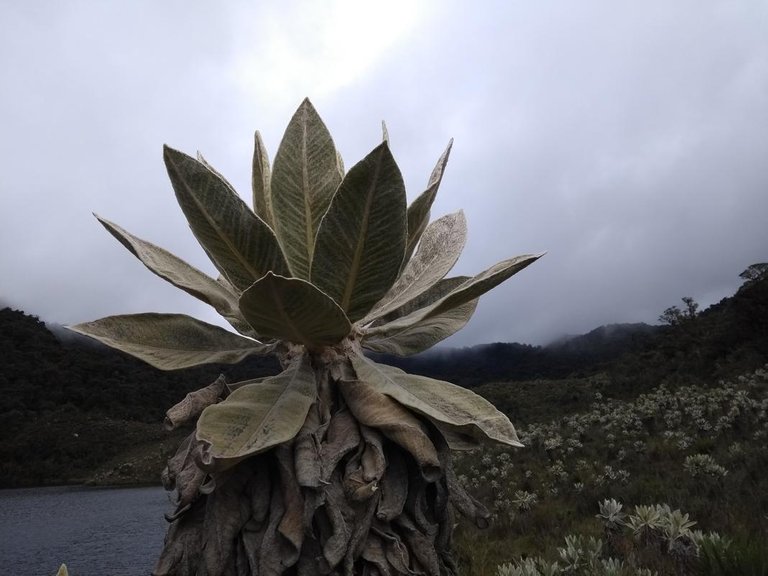 Frailejon-de-paramo