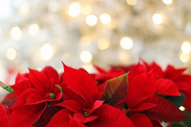 poinsettia-3024434-640.jpg