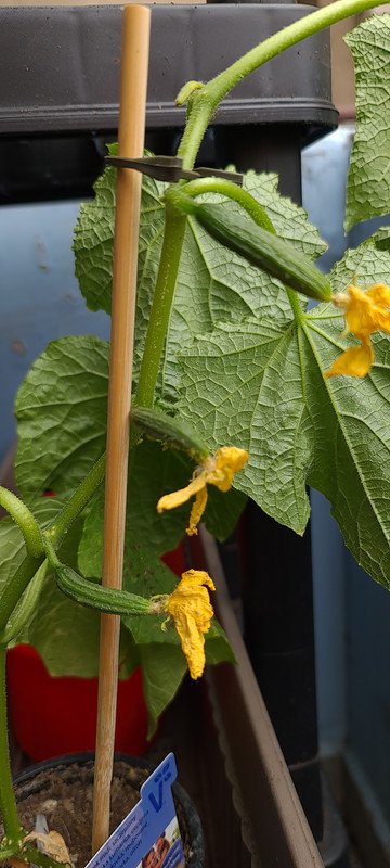 Small Cucumbers just started to grow