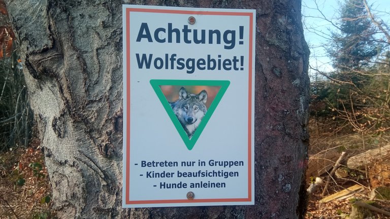 Wölfe in den Wäldern