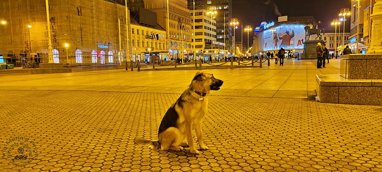 Dog at Zagreb's main square at night