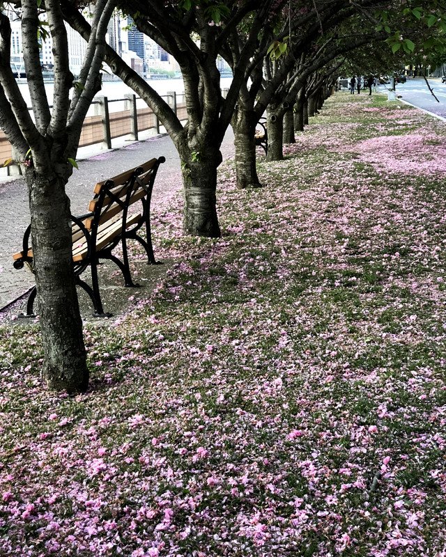 cherryblossom.jpg