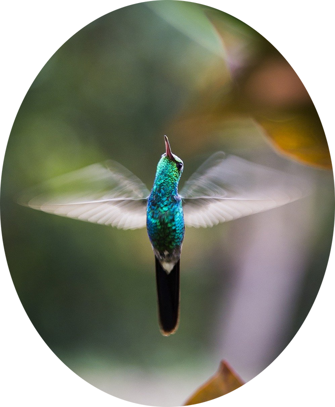 Hummingbird - Flying
