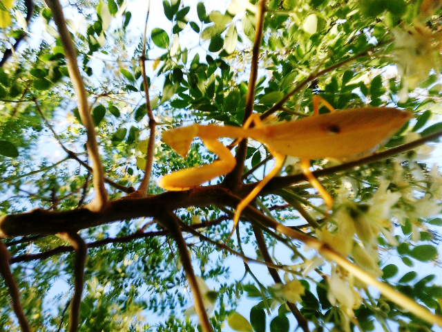 03-mantis.png