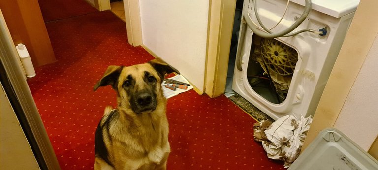 Dog wants to play the game of fixing the washing machine