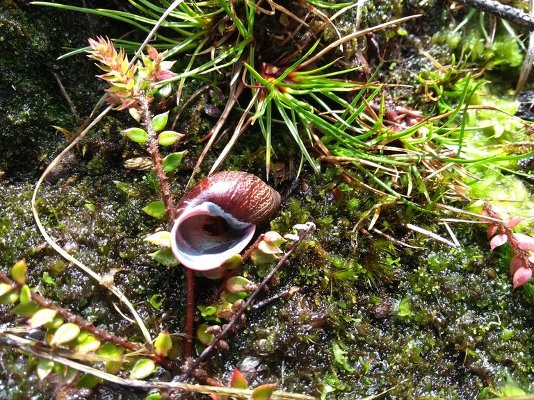 caracol-de-paramo