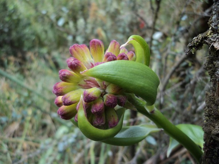 Flor-de-paramo