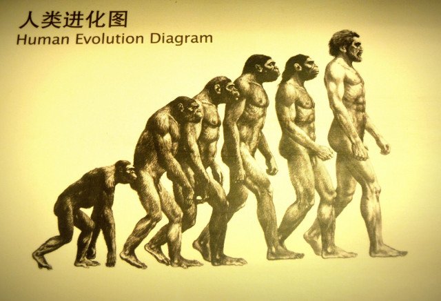 human-evolution.jpg