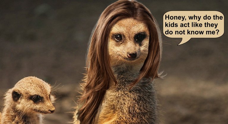 Mrs. Meerkat - funny meme