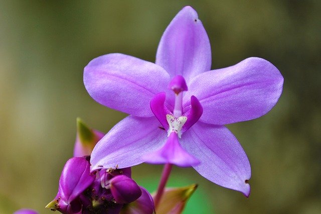 orchid-213171-640.jpg