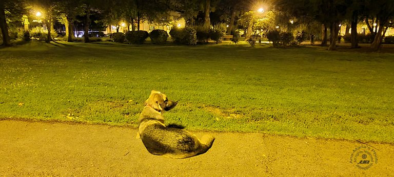 The dog in the park in the evening