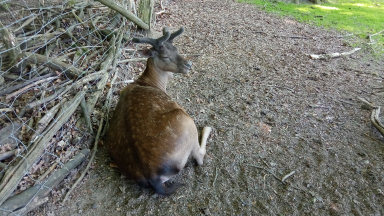 Besuch bei den Mufflons im Streichelzoo