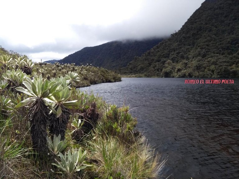 PARAMO-PARAMOS