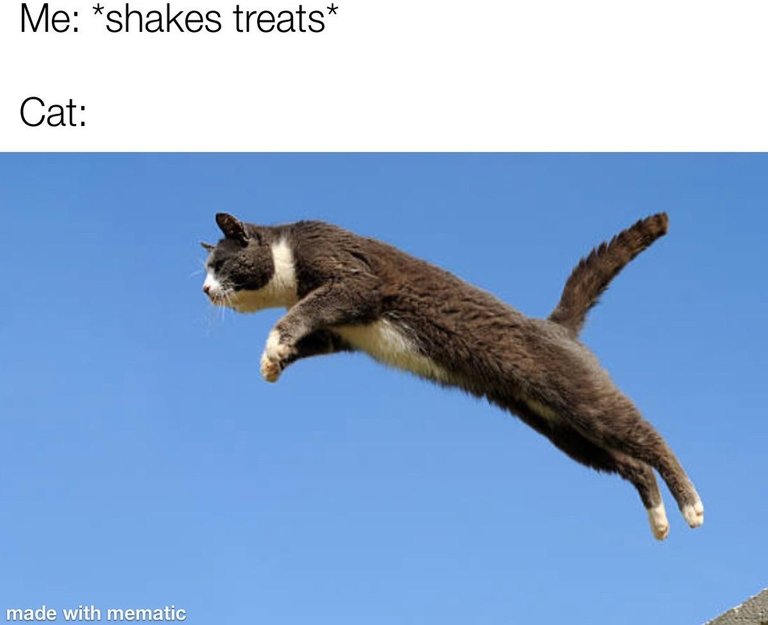 Cats be like that