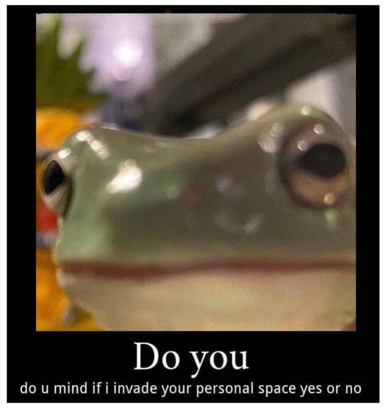 it is wednesday my dudes 🐸