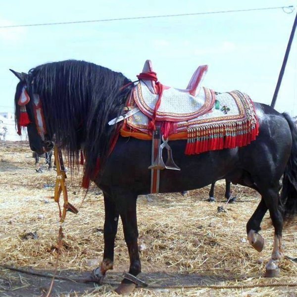 chaval marocain .jpg