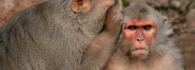 Monkey telling a secret