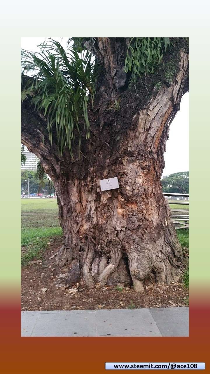 H Tree