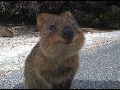 quokka