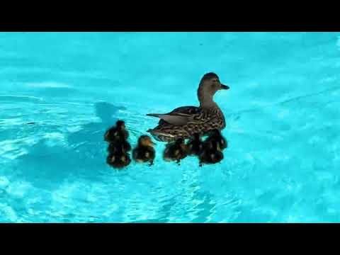 Ducklings in the pool