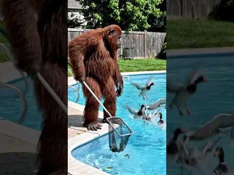 Big foot and ducks in the pool