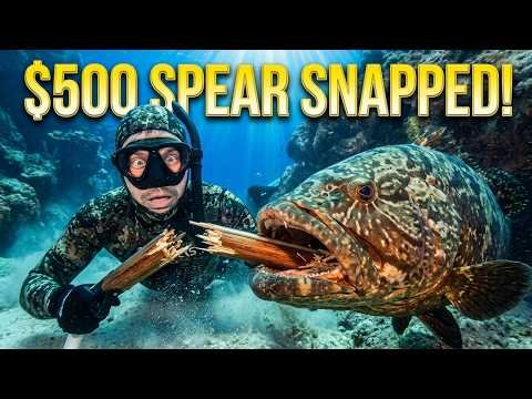 A giant grouper broke my $500 harpoon