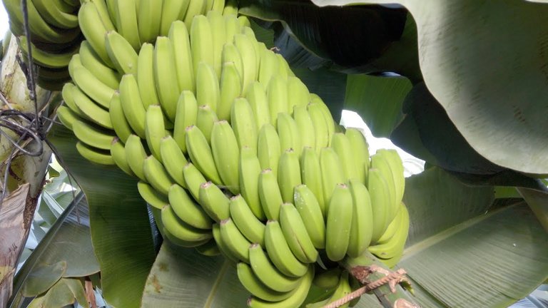 Casa del Plátano In Icod de los Vinos - Tenerife - Bananas EVERYWHERE!
