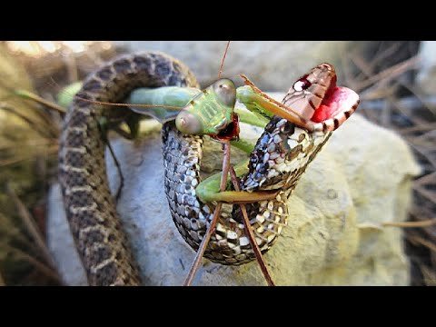 Praying Mantis - Fearless deadly predator