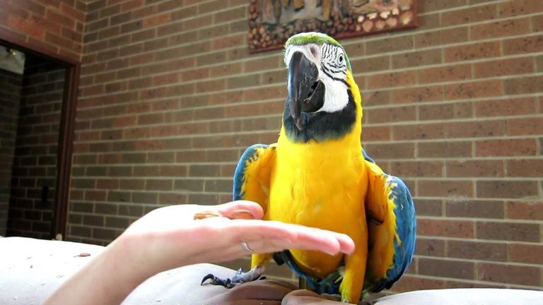 Image of talking parrot