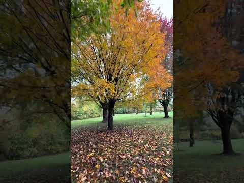 Sugar Maple